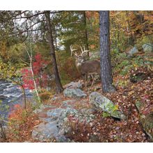 Deer-Banning State Park Wall Mural