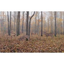 Deer Forest Fog Wall Mural