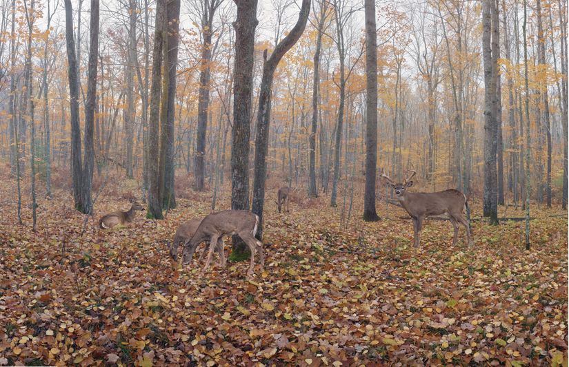 Deer-Forest-Fog-Mural-Wallpaper