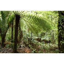 Fern Tree In Jungle Wall Mural