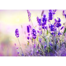 Lavender Field  Wall Mural