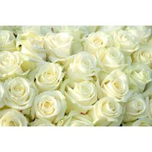 Big Bouquet of White Roses Wall Mural