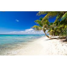 White Sand Beach And Palm Trees Wallpaper Mural