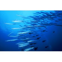 Micronesian School Of Fish Wall Mural