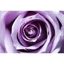 Royal Purple Rose Wall Mural