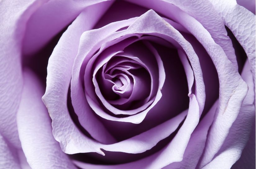 Royal-Purple-Rose-Mural-Wallpaper