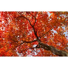 Red Maple Tree Wall Mural