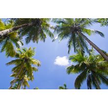 Palm Tree Sky Wall Mural