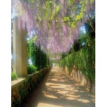 A Walk To Remember, Ravello Wall Mural