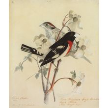 Rose-Breasted Grosbeak Wall Mural