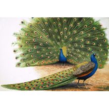 Peacocks Wall Mural