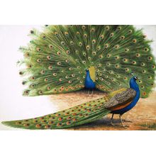Peacocks Mural Wallpaper