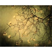 The Hanging Garden Wall Mural