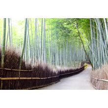 Arashiyama Bamboo Trails, Japan Wall Mural