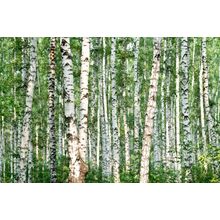 Birch Wood Wall Mural