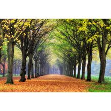 Beautiful Trees In The Amsterdam Woods Wall Mural