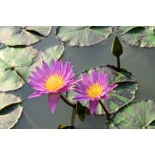 Lotus Flower Wall Mural
