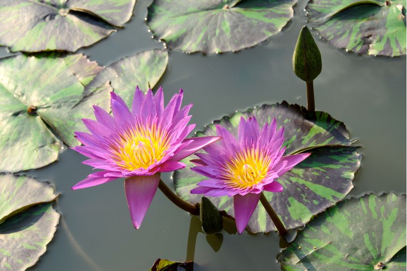 Lotus Flower Mural Murals Your Way