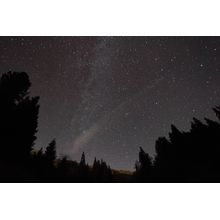Night Sky Forest Wall Mural