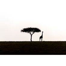 Acacia Tree With Giraffe Wall Mural