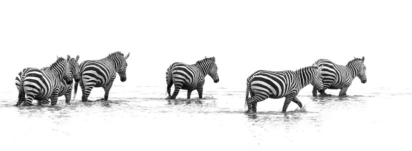 Migration-of-the-Zebras-Wall-Mural