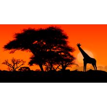 Giraffe And Acacia Trees At Sunset Wall Mural