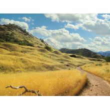 Glorious Grasslands Wall Mural