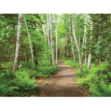 Birch Bounty Wall Mural