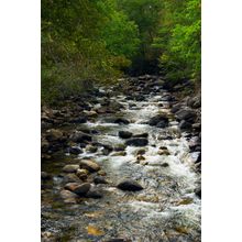 Elkhorn Creek 1 Wall Mural