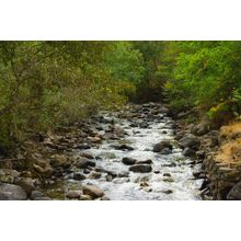 Elkhorn Creek 2 Wall Mural