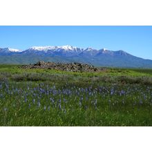 Camas Marsh Wall Mural