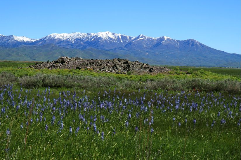 Camas-Marsh-Wall-Mural