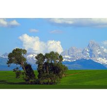 Trees And Tetons Wall Mural