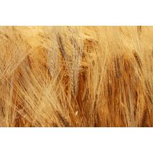 Wheat Wall Mural