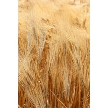 Wheat (Vertical) Wall Mural