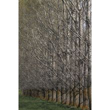 Windbreak Wall Mural