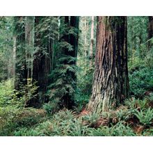 Redwood Forest Wall Mural