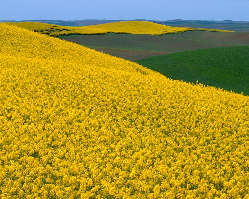 Canola-and-Wheat-Field-Whitman-County-Wallpaper-Mural