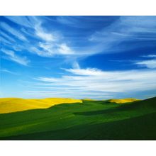 Wheat and Canola Field on Palouse Prairie, Washington Wall Mural
