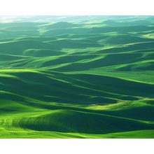 Wheat Fields, Steptoe Butte State Park Wall Mural