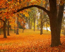 Manito-Park-Autumn-Wall-Mural