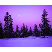 Moonrise Above Ponderosa Pines Wall Mural