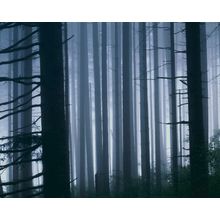 Douglas Fir Forest Wall Mural