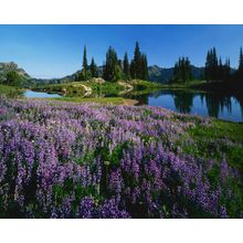 Lupine and Alpin Tarn Wall Mural