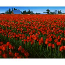 Skagit River Valley Tulips Wall Mural