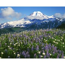 Mt. Baker Snoqualmie Nat. Forest Meadows Wall Mural