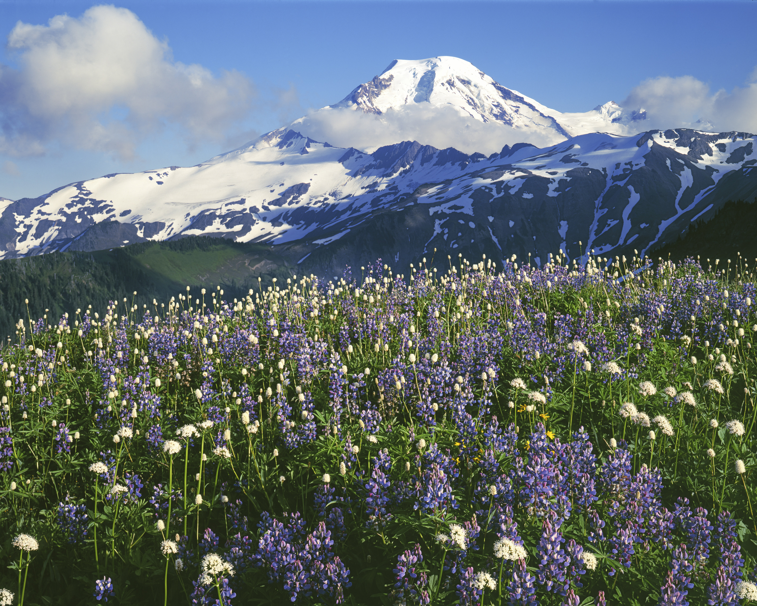 Mt. Baker Snoqualmie Nat. Forest Meadows Mural - Murals Your Way