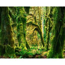 Moss Covered Big Leaf Maples, Hoh Rain Forest Mural Wallpaper