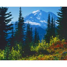 Mt. Rainier Above Autumn Huckleberry Wall Mural