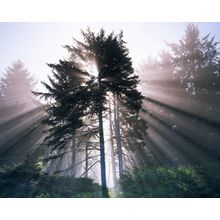 Morning Fog, Sitka Spruce Wall Mural